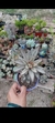 Kalanchoe Tormentosa