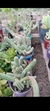 Echinopsis chamaecereus