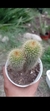 Parodia Leninghausii