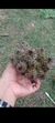 Mammillaria Dioica