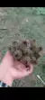 Mammillaria Dioica