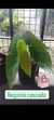 Begonia casacada