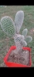 Opuntia Blanca