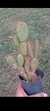 Opuntia Roja