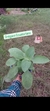 Oregano Ecuatoriano