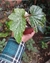 Begonia Ala de Angel