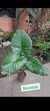 ALOCASIA- OREJA DE ELEFANTE