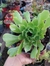 Aeonium arboledum