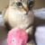 Bolinha interativa com som de bichinho + catnip - Loja Miaugica - Criando momentos mágicos para o seu gato