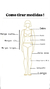 Ilustração mostrando como tirar medidas corporais femininas para vestido, incluindo ombro, busto, cintura, quadril, meia coxa, comprimento midi, e diferentes comprimentos de mangas (curta, 3/4 e longa).