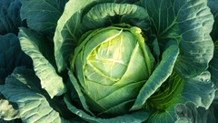 Banner de la categoría Repollo blanco