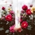 Body Splash Flor de Pimenta - Linha Esplendore