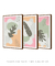 Conjunto 3 Quadros Decorativos Quadros Decorativos Boho Tons de Verde e Rosa - comprar online