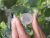 Quartzo Transparente - Pedra Rolada - Elementos Naturais