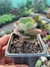 Echeveria Gigantea - comprar online