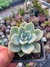 Echeveria Lovely Rose (reversa)