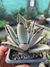 Kalanchoe tomentosa (Orelha de gato) - comprar online
