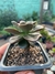 Echeveria - comprar online