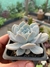 Echeveria Laui (pote 11) - comprar online