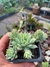 Graptopetalum macdougallii - comprar online