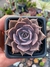 Echeveria Linda jean