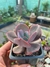 Echeveria mauna - comprar online