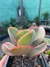 Echeveria pallida - comprar online