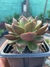 Echeveria angustifolia - comprar online