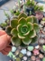 Echeveria angustifolia
