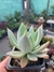 Echeveria agavoides colorata - comprar online