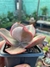 Echeveria gigantea - comprar online
