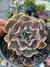 Echeveria shaviana