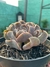 Echeveria shaviana - comprar online