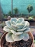 Echeveria elegans rose - comprar online
