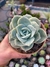 Echeveria elegans rose