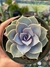 Echeveria rosa de pedra