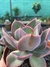 Echeveria gibbiflora hibrida - comprar online