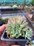 Echeveria colorata - comprar online
