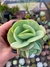Echeveria peach pride