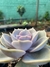 Echeveria rosa de pedra