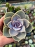Echeveria rosa de pedra - comprar online