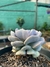 Echeveria runyonii - comprar online