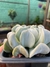 Echeveria runyonii rose topsy turvy - comprar online