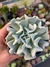 Echeveria runyonii rose topsy turvy