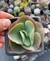 Echeveria Gigantea
