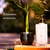 Banner de Pingo d` Sol