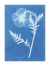 Anna Atkins - Cianotipo 13