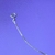 Pulseira Lauria - 18,5cm - Intuizzi