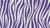 Animal Print