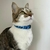 Coleira para gato